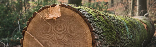 Actuele norm voor zaagkleding? Dit verandert er voor jou (EN ISO 11393)